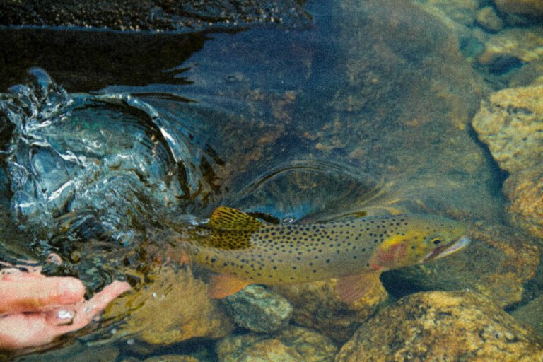 Releasing a cutthroat trout into a river by hand
