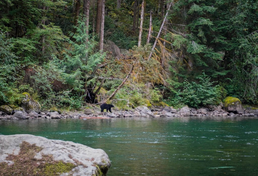 A bear hunting for salmon beside a river in BC