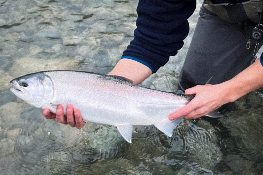A Coho Salmon caught in BC being held for a photo before being released back to the river