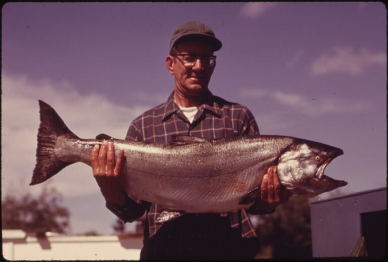 Fisherman holding a large chinook salmon caught in a river