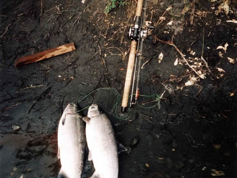 Two coho salmon caught in BC rivers