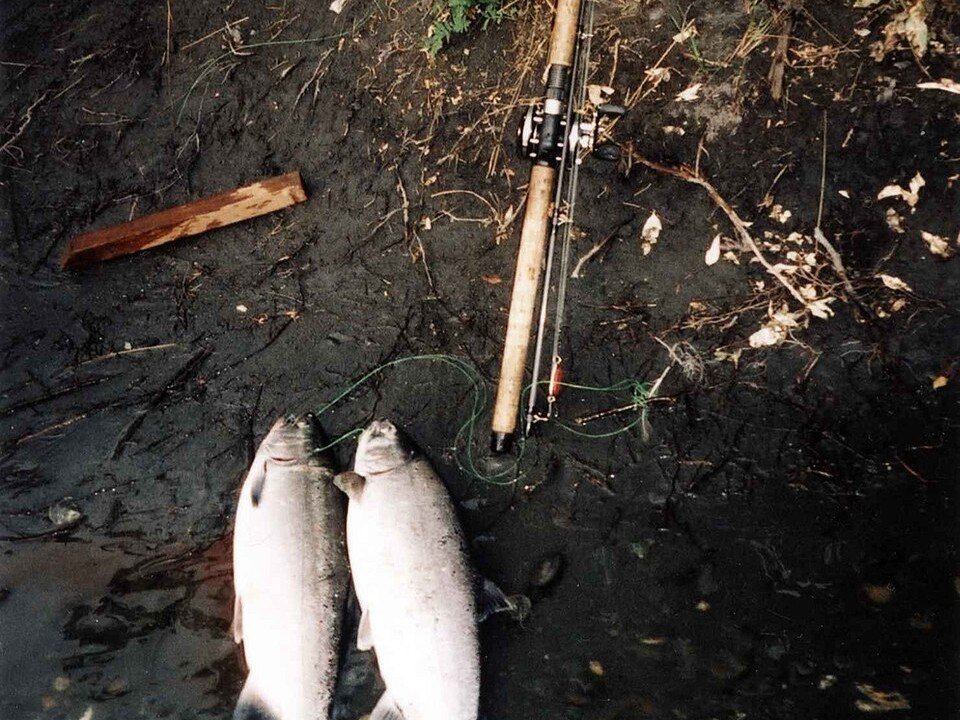 Two coho salmon caught in BC rivers