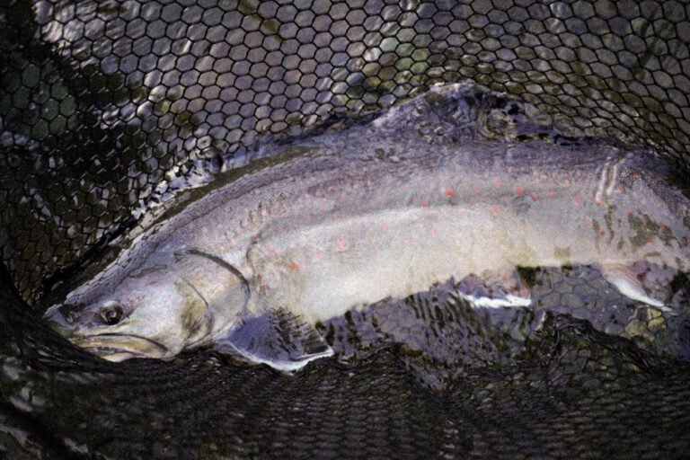 Large bull trout caught with a trout bead
