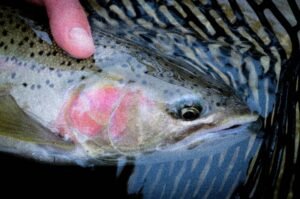 The head of a winter-caught rainbow trout in a net
